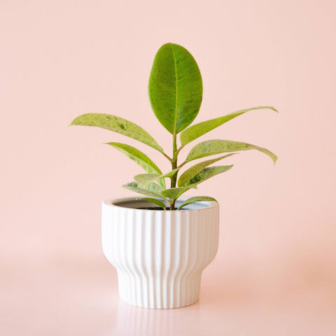 Presley Pedestal Planter - White