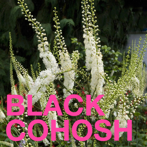 MENOPAUSAL GODDESS - Chocolate Bar