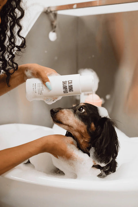 Calming Shampoo for Dogs